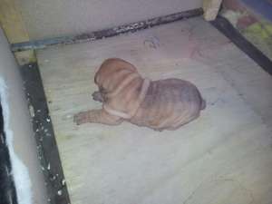 vand shar pei