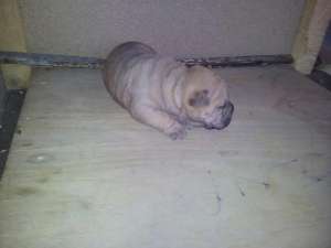 vand shar pei