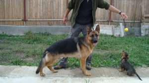 mascul ciobanesc german
