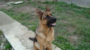 mascul ciobanesc german