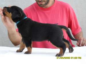 PUI BEAUCERON