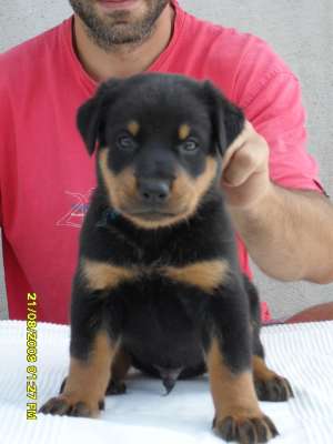 PUI BEAUCERON