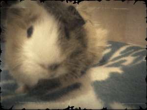 V�ND PUI PORCUSOR DE GUINEEA