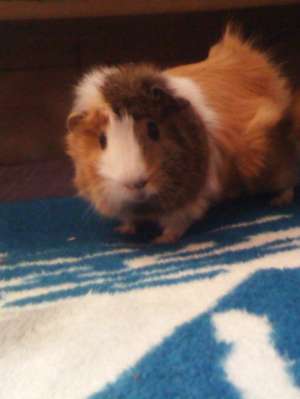 V�ND PUI PORCUSOR DE GUINEEA