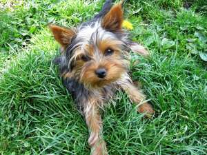 yorkshire terrier pentru monta