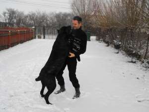 de vanzare pui cane corso