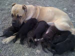 de vanzare pui cane corso