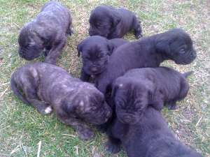 de vanzare pui cane corso