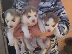 super catei husky siberian