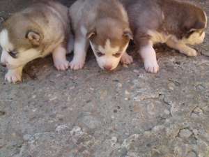 super catei husky siberian