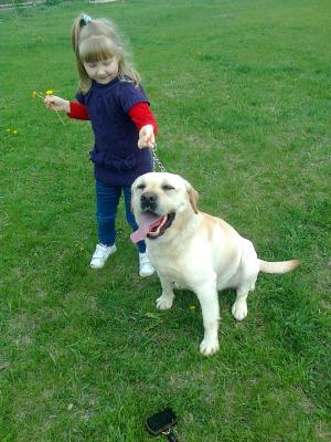 labrador mascul pentru monta