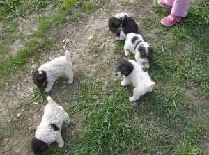 Vand catei rasa Fox Terrier sarmos