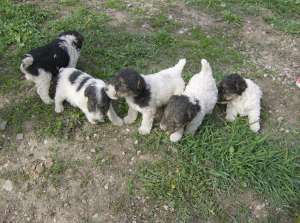 Vand catei rasa Fox Terrier sarmos