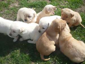 vand pui labrador