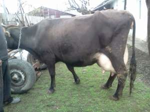 Vaca de lapte bruna de maramures f bun de lapte