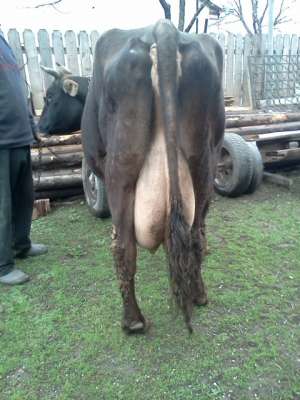 Vaca de lapte bruna de maramures f bun de lapte