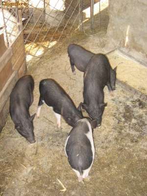 vand porci si purcei vietnamezi