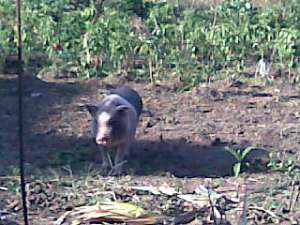 vand porci si purcei vietnamezi