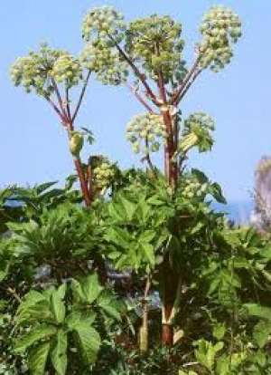 radacini de plante medicinale