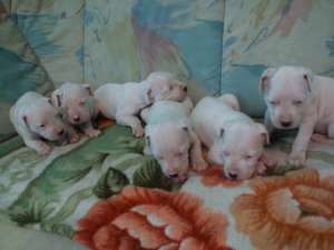 vind catei dog argentinian cu pedigree