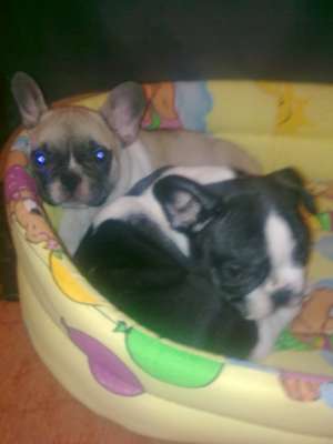 VAND PUI BULLDOG FRANCEZ
