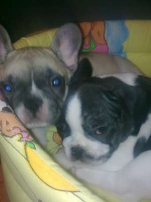 VAND PUI BULLDOG FRANCEZ