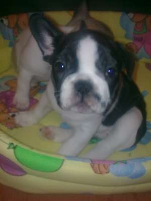 VAND PUI BULLDOG FRANCEZ