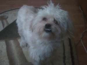 vand caine bichon havanez