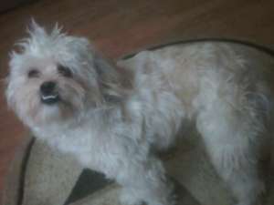 vand caine bichon havanez