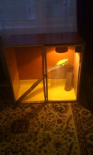 Vand iguana verde
