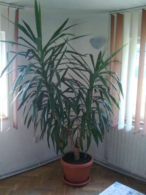 Vand flori de interior pentru spatii inalte