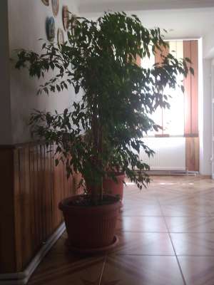 Vand flori de interior pentru spatii inalte