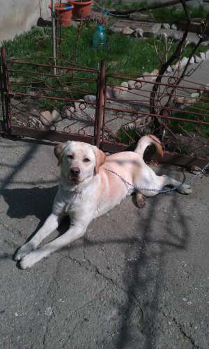Monta Labrador Golden Retriever