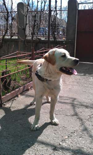 Monta Labrador Golden Retriever