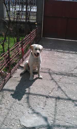 Monta Labrador Golden Retriever
