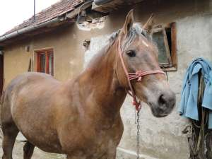 Iapa de vanzare