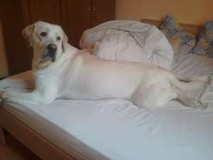 Ofer spre monta LABRADOR