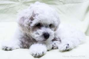 Pui bichon frise cu PEDIGREE