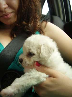 Vand fetite de bichon Bolognese ,  talie mini ,  rasa pura  ,  800 RON!