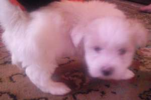 Vand Bichon Havanese