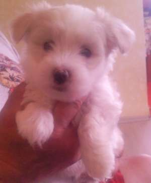 Vand Bichon Havanese