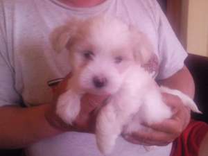 Vand Bichon Havanese