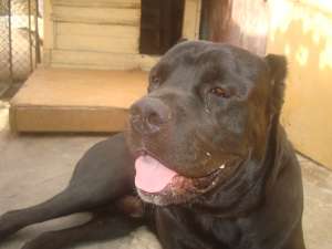Ofer pentru monta mascul cane corso