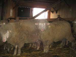vand miei merinos de carne