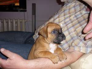 Boxer de vanzare