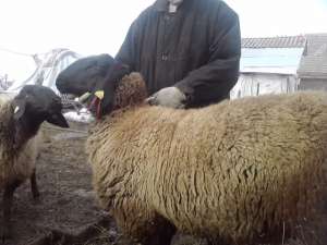 vand 2 berbeci miori bulgaresti(plevenski cernoglava ovca)