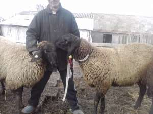 vand 2 berbeci miori bulgaresti(plevenski cernoglava ovca)