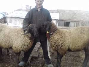 vand 2 berbeci miori bulgaresti(plevenski cernoglava ovca)