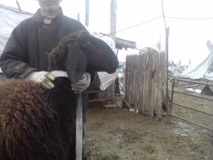 vand 2 berbeci miori bulgaresti(plevenski cernoglava ovca)