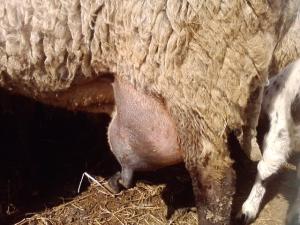 vand 2 berbeci miori bulgaresti(plevenski cernoglava ovca)
